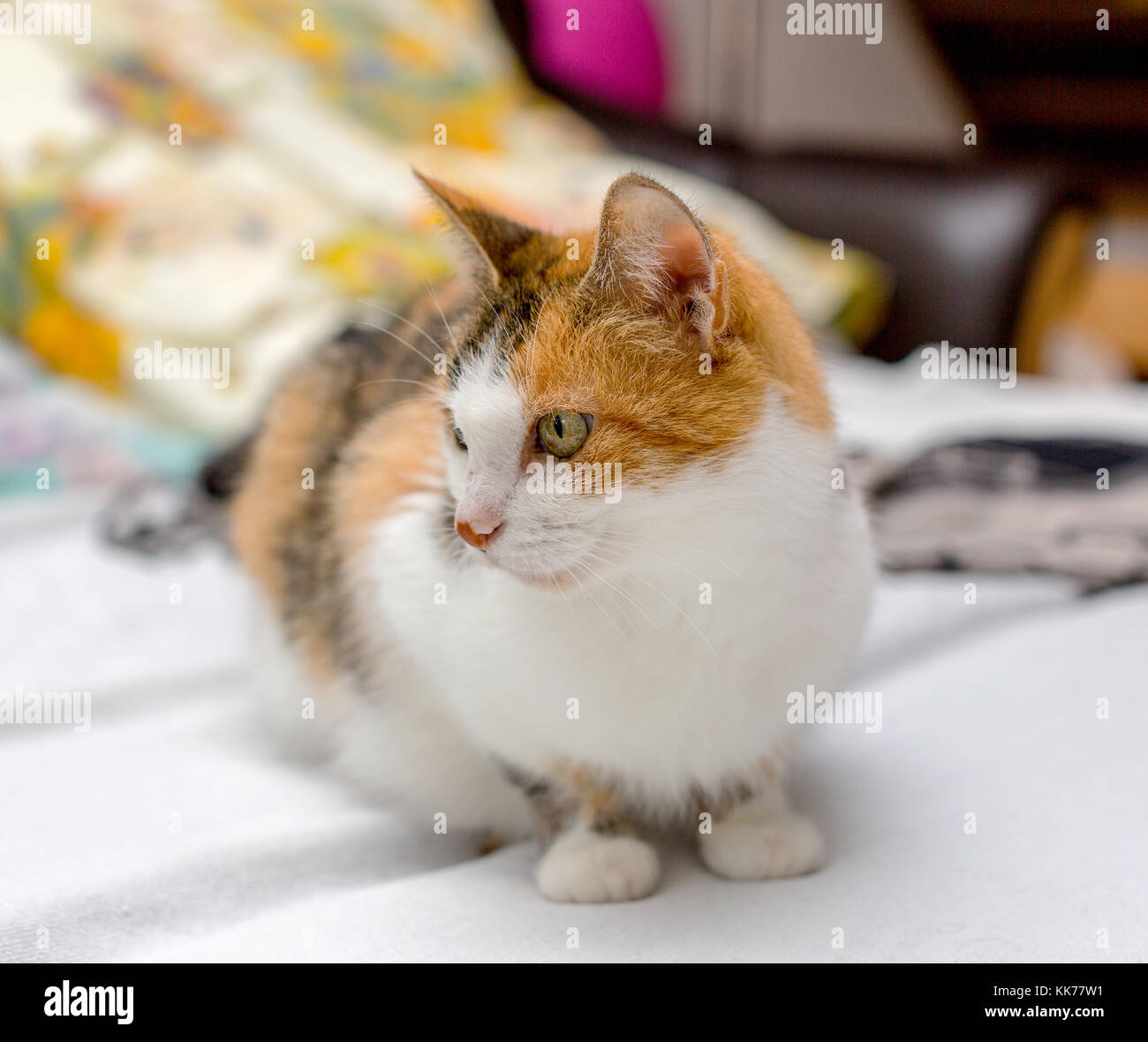 Nahaufnahme der weibliche dreifarbige Katze mit grünen Augen und roten Fleck auf der Nase, auf dem Bett zu sitzen Stockfoto