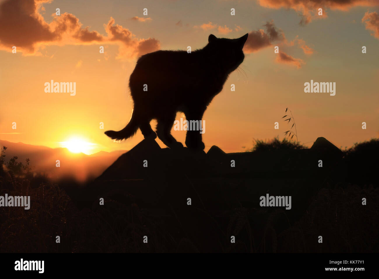 Silhouette einer Hauskatze in den Sonnenuntergang Stockfoto