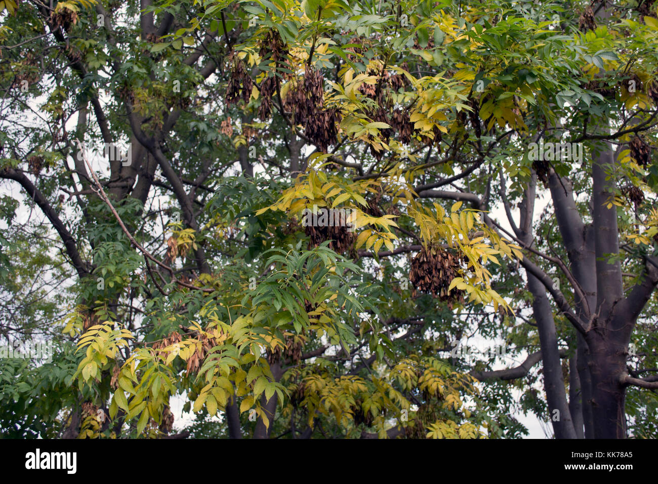 FRAXINUS EXCELSIOR Stockfoto