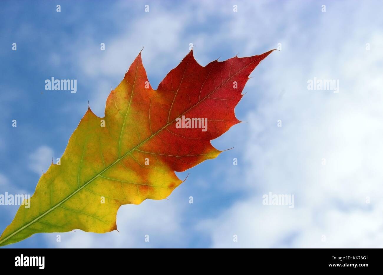 Schönen Herbst Blatt einer Amerikanische Eiche (Quercus rubra) gegen den blauen Himmel Stockfoto