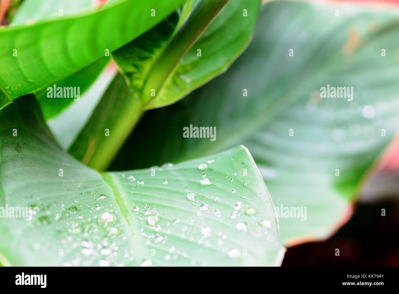 Großes grünes Blatt mit Wassertropfen aus Regen Stockfoto