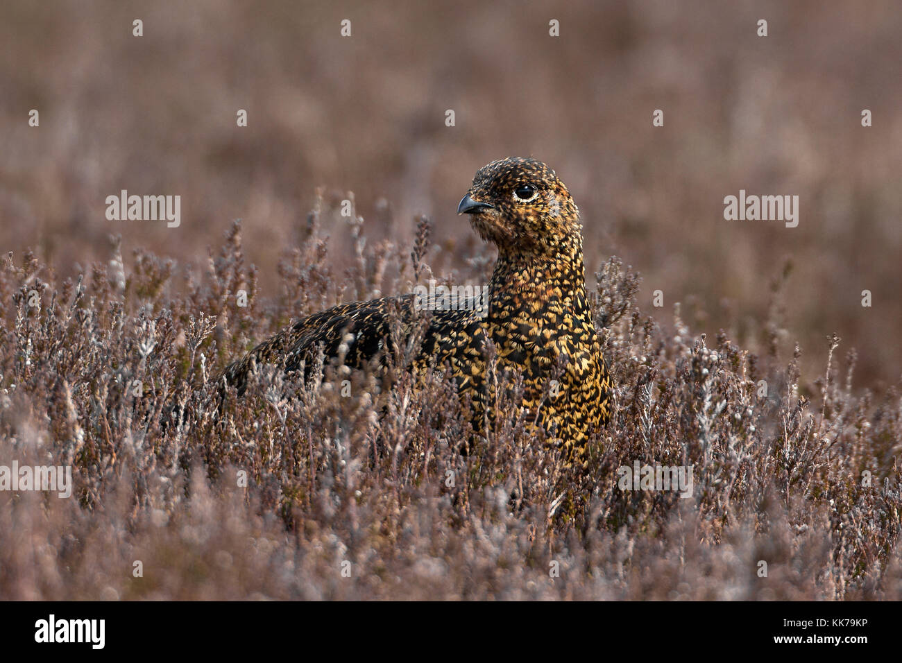 Moorschneehuhn (Lagopus lagopus Spiel Bird) in Yorkshire, England, Großbritannien Stockfoto