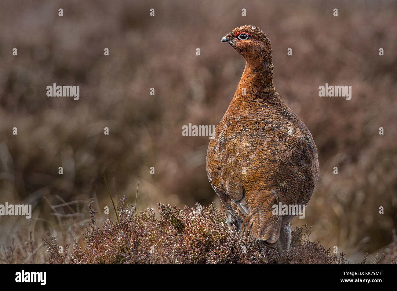 Moorschneehuhn (Lagopus lagopus Spiel Bird) in Yorkshire, England, Großbritannien Stockfoto