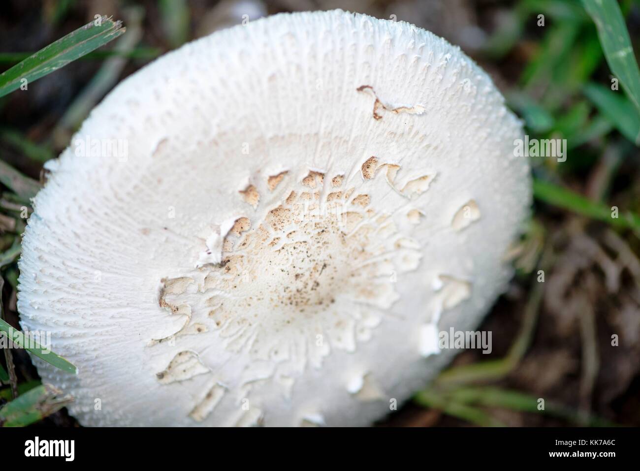Weiße Pilze im Rasen wächst Stockfoto