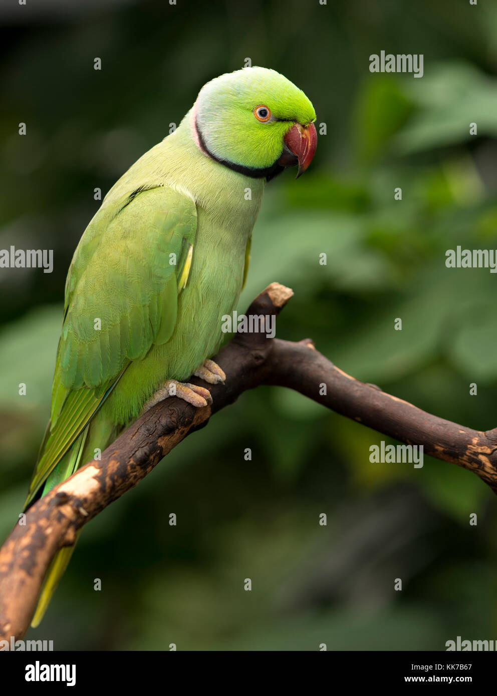 Indian Ringneck Parrot thront auf einem Zweig Stockfoto