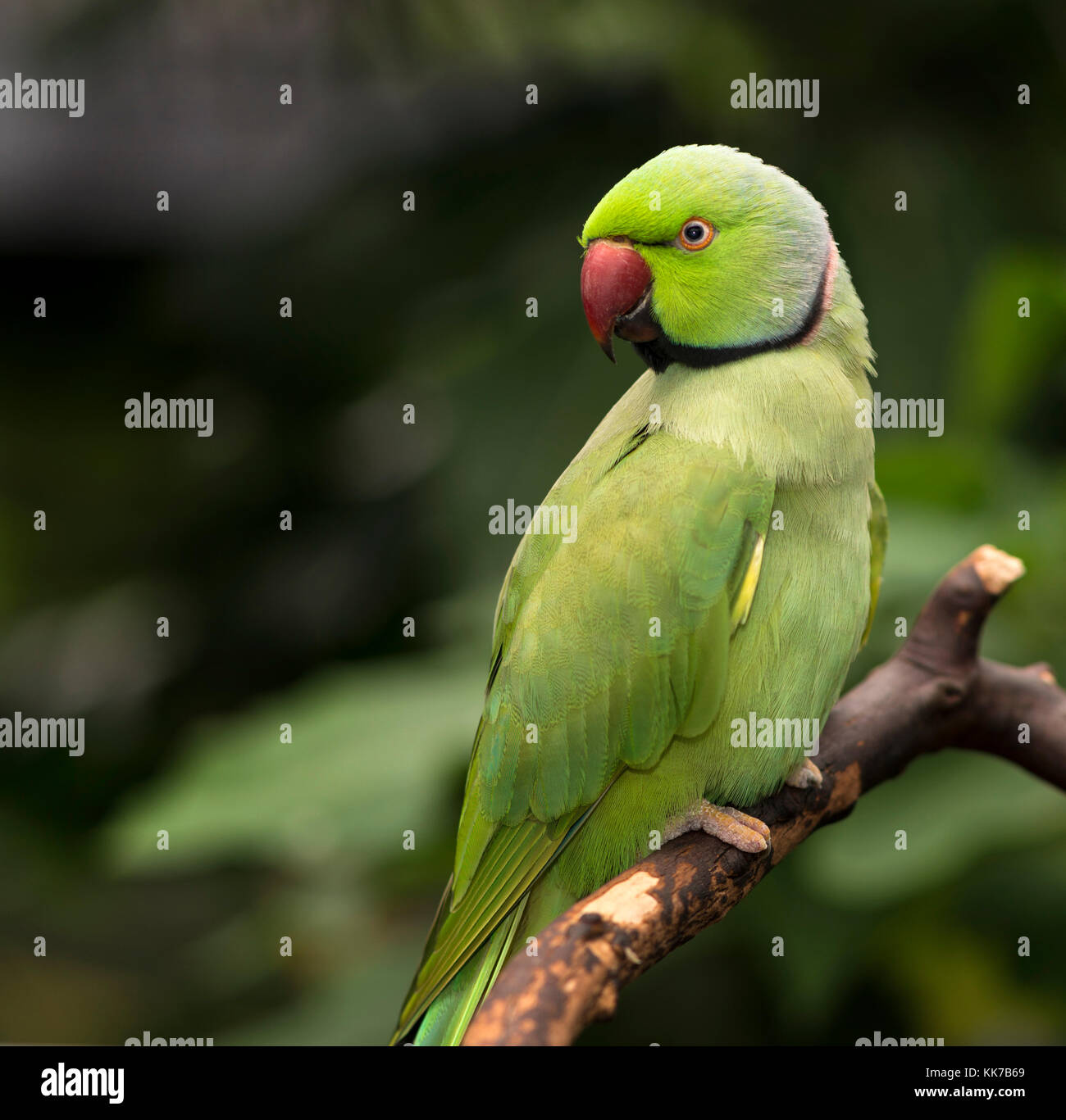 Indian Ringneck Parrot thront auf einem Zweig Stockfoto