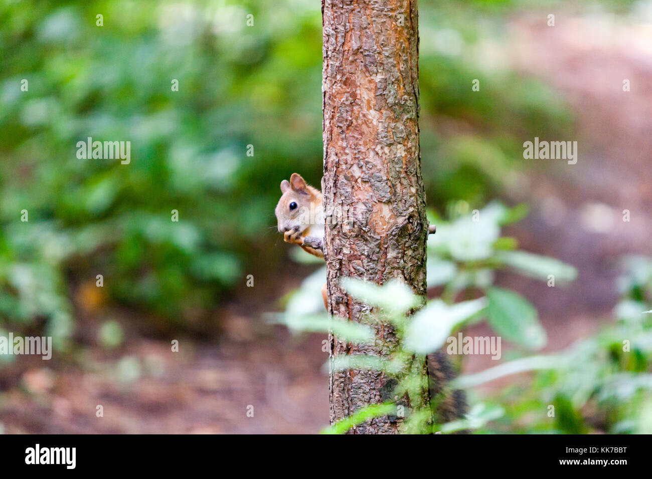 Eichhörnchen auf einem Baum Stockfoto