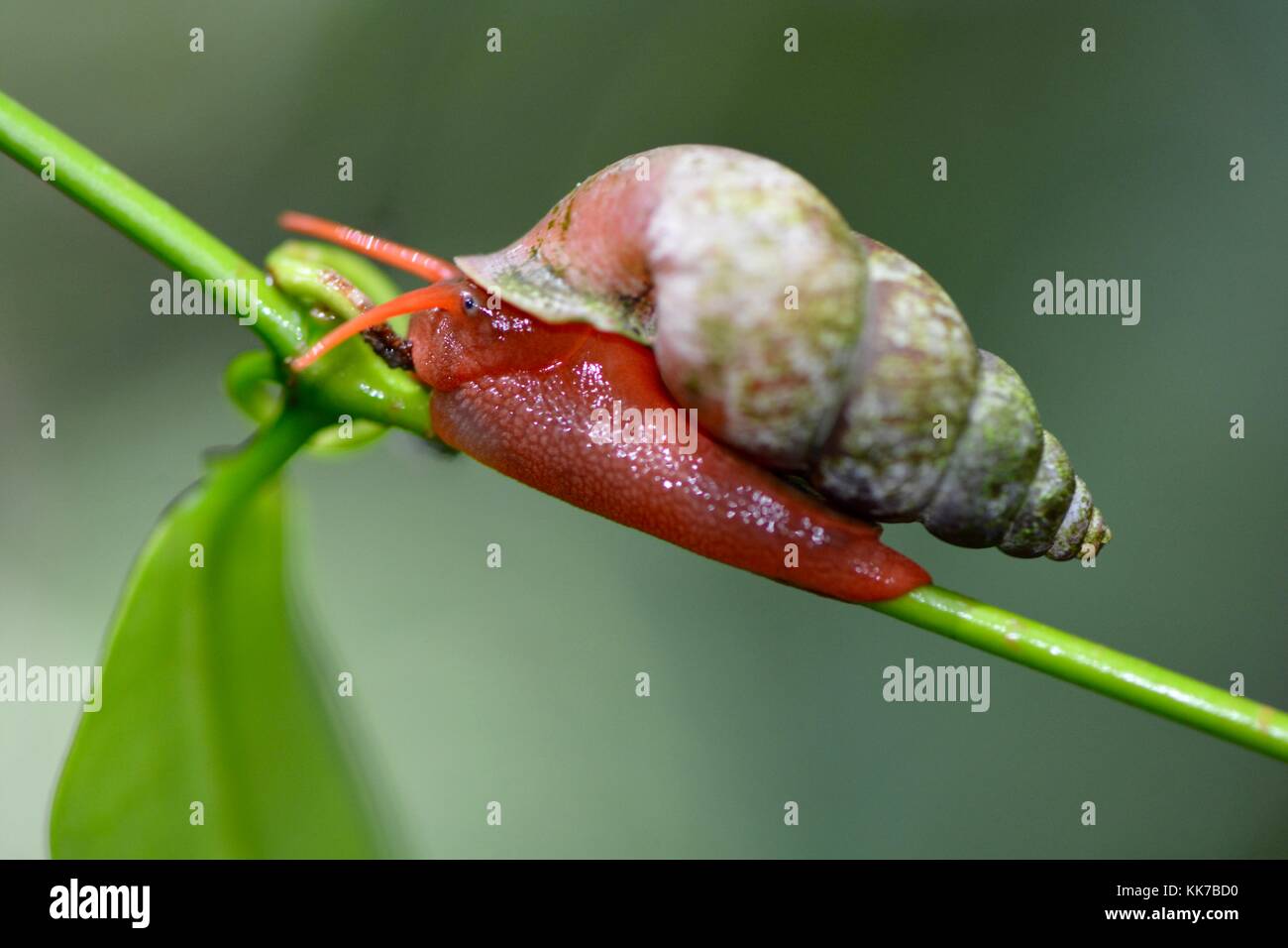 Red land Snail aus Borneo Stockfoto