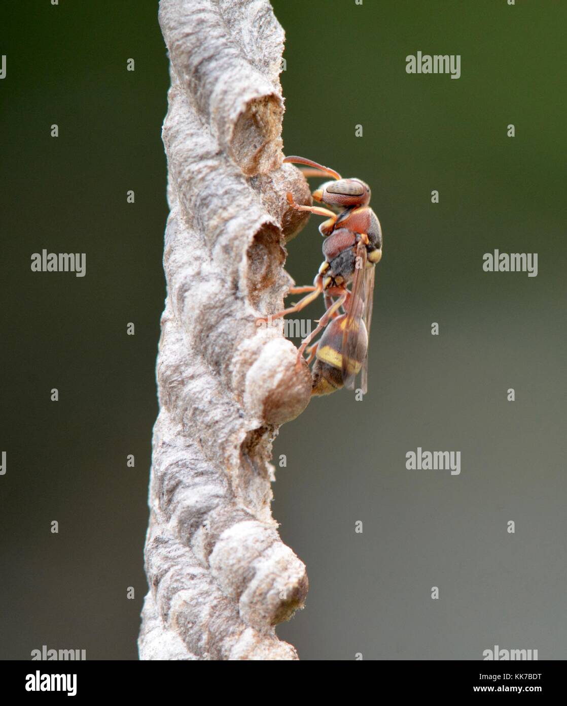 Paper Wasp am Nest in Malaysia Stockfoto