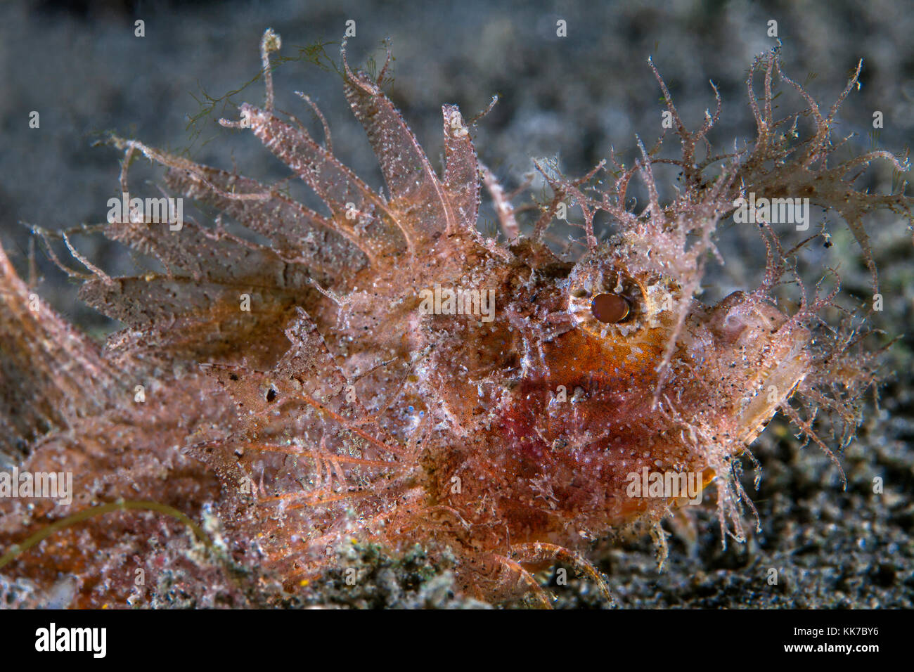 Schließen Sie herauf Bild von einem jugendlichen Ambon scorpionfish (Pteroidichthys amboinensis) auf dem Meeresboden. Lembeh Straits, Indonesien. Stockfoto