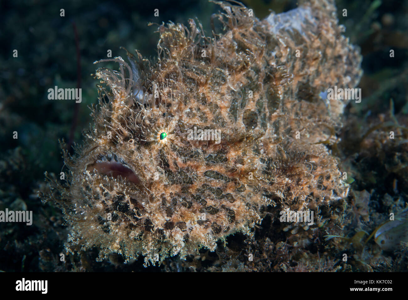 Haariger Anglerfisch (Antennarius striatus), auf dem Meeresboden getarnt, liegt in Warten auf seine Beute. Lembeh Strait, Indonesien. Stockfoto