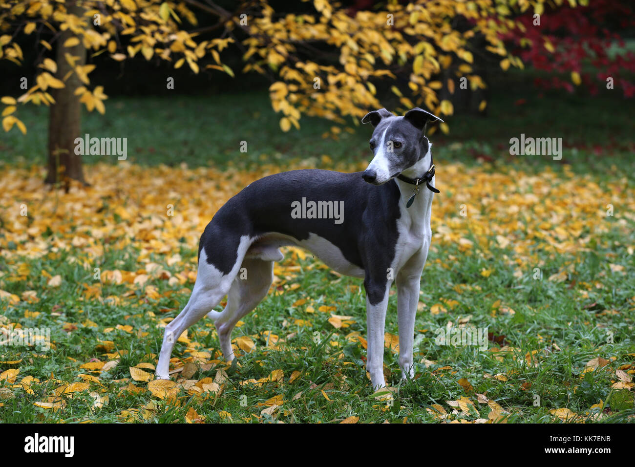 Denver Whippet Halsband – Blau, Größe S/M 26-32 Cm, 50 Mm Breite, Aus Büffelleder