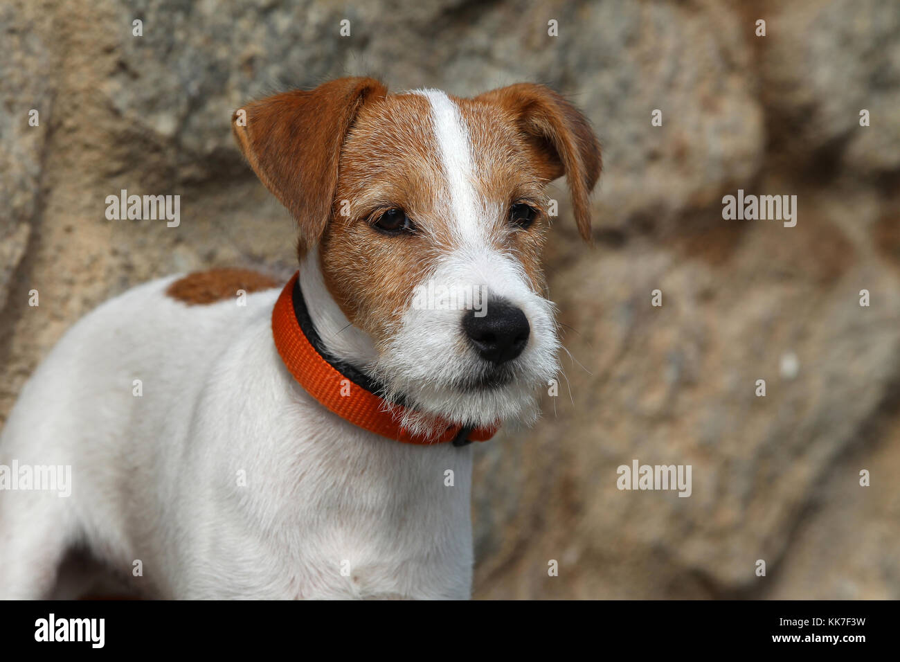 Parson Jack Russell Terrier - parson Jack Russell Terrier Welpen  Stockfotografie - Alamy