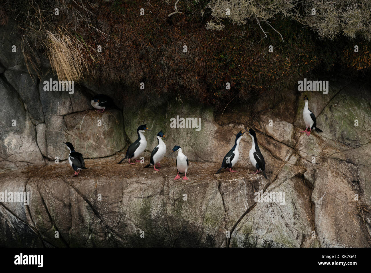 Imperial Kormorane (Leucocarbo atriceps) Verschachtelung auf einer abgelegenen Insel in der südlichen chilenischen Fjorde Stockfoto