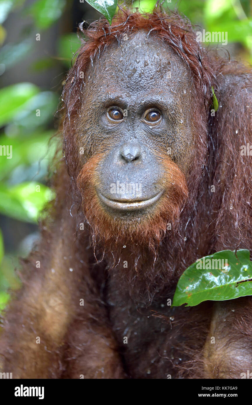 Eine Nahaufnahme Portrait des bornesischen Orang-utan (Pongo pygmaeus) unter Regen in der wilden Natur. zentrale Bornesischen Orang-utan (Pongo pygmaeus wurmbii) in n Stockfoto