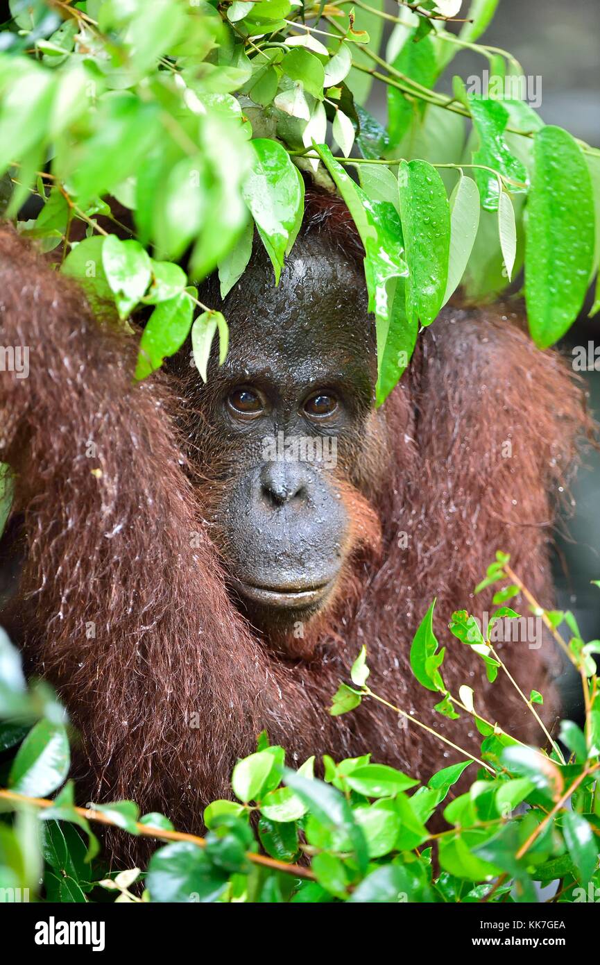 Eine Nahaufnahme Portrait des bornesischen Orang-utan (Pongo pygmaeus) unter Regen in der wilden Natur. zentrale Bornesischen Orang-utan (Pongo pygmaeus wurmbii) in n Stockfoto