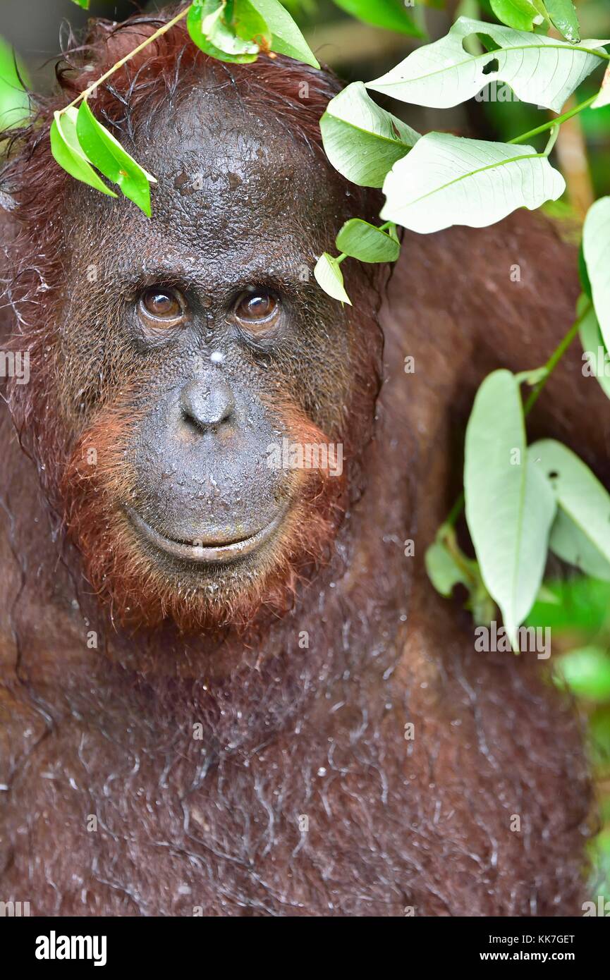Eine Nahaufnahme Portrait des bornesischen Orang-utan (Pongo pygmaeus) unter Regen in der wilden Natur. zentrale Bornesischen Orang-utan (Pongo pygmaeus wurmbii) in n Stockfoto