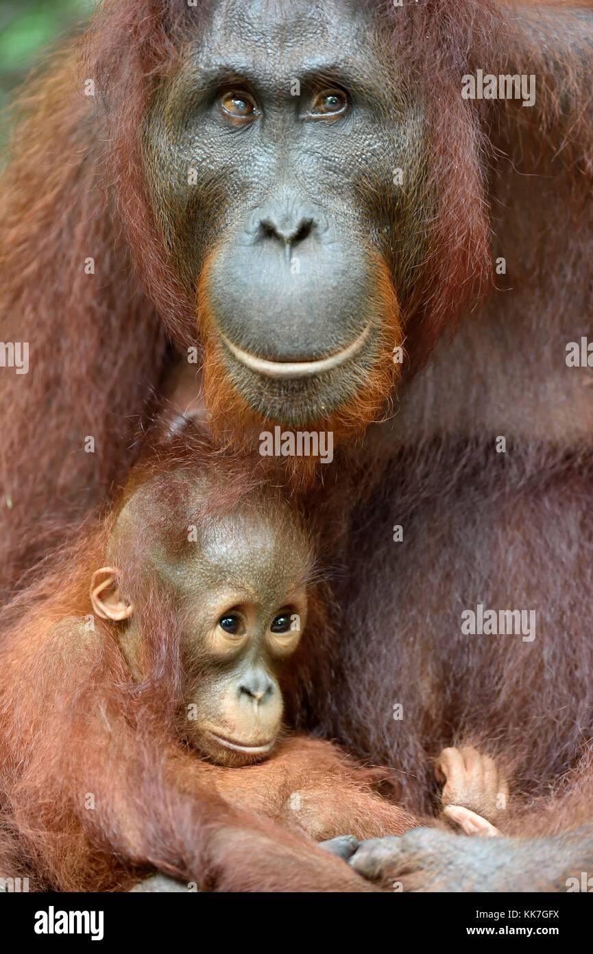 Mutter Orang-utan und Cub in einem natürlichen Lebensraum. Bornesischen Orang-utan (Pongo pygmaeus) wurmmbii in der wilden Natur. Regenwald der Insel Borneo Indonesien Stockfoto