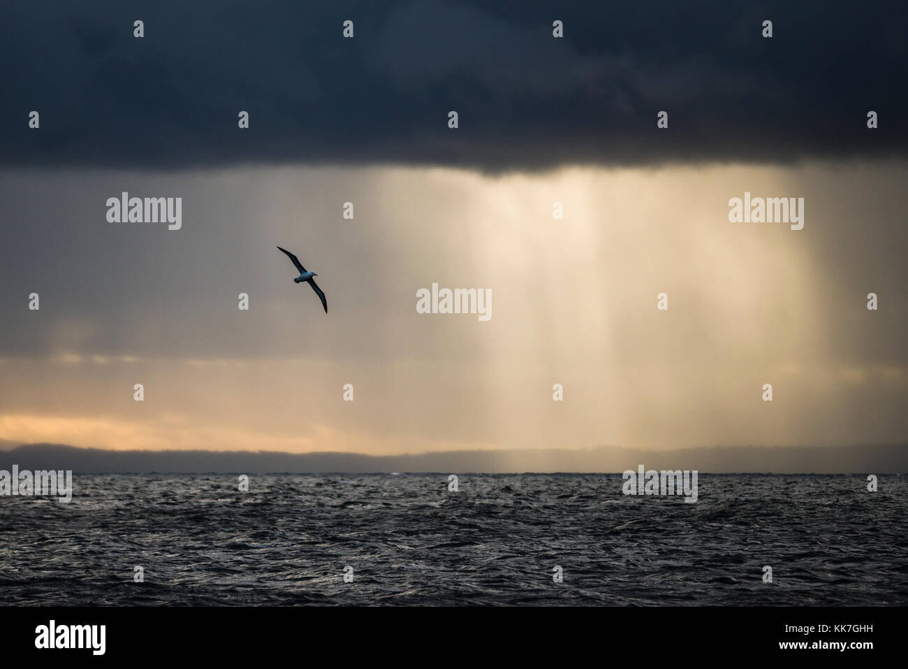Schwarz der tiefsten Albatross in der südlichen chilenischen Fjorde Stockfoto