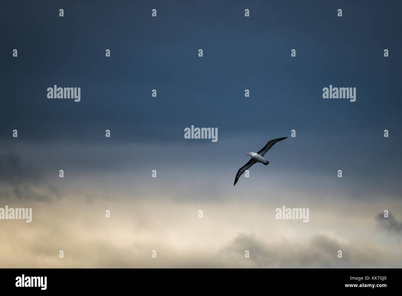 Schwarz der tiefsten Albatross in der südlichen chilenischen Fjorde Stockfoto