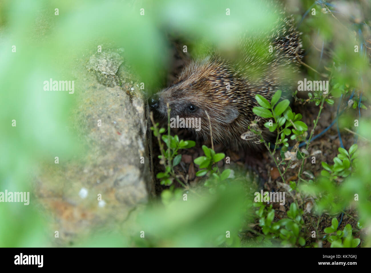 Hedgehog closeup durch die Blätter Stockfoto