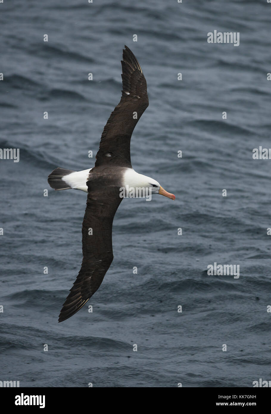 Schwarz der tiefsten Albatross in der südlichen chilenischen Fjorde Stockfoto