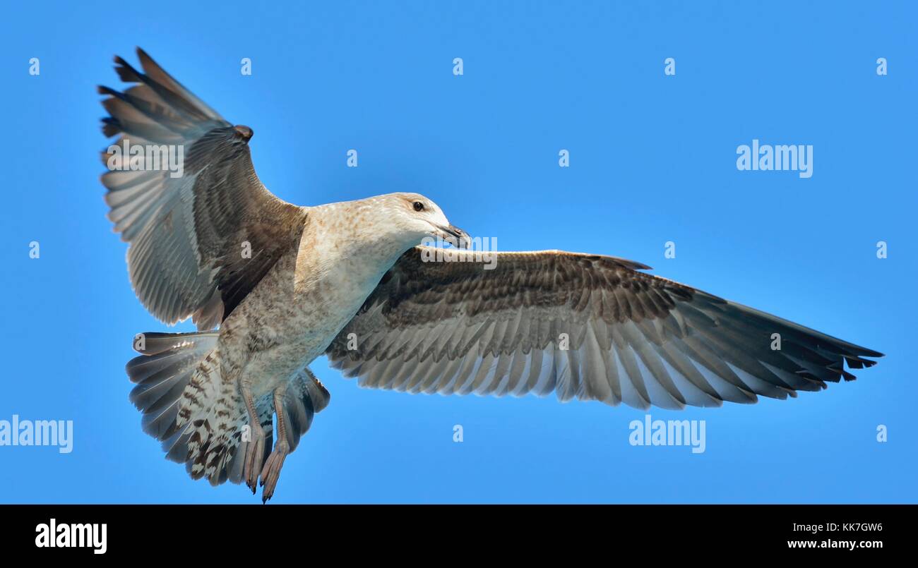 Fliegen Jugendliche kelp Möwe (Larus dominicanus), auch bekannt als der Dominikaner Möwe und schwarz unterlegt Kelp Gull. und blauer Himmel. False Bay, South afri Stockfoto