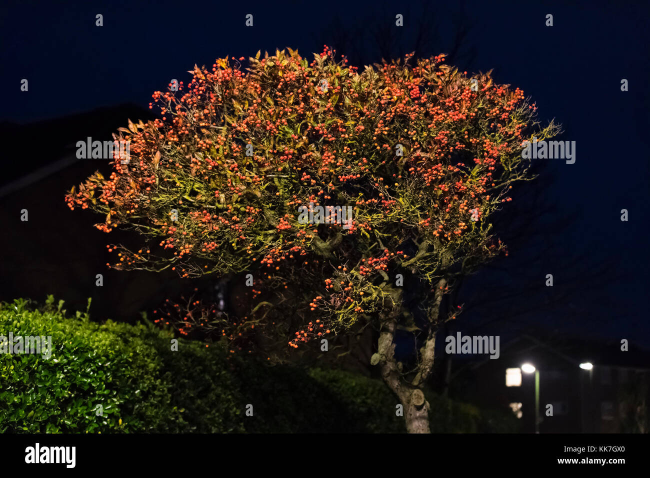 Baum bei Nacht mit roten Beeren leuchtet die Laterne in Großbritannien. Stockfoto