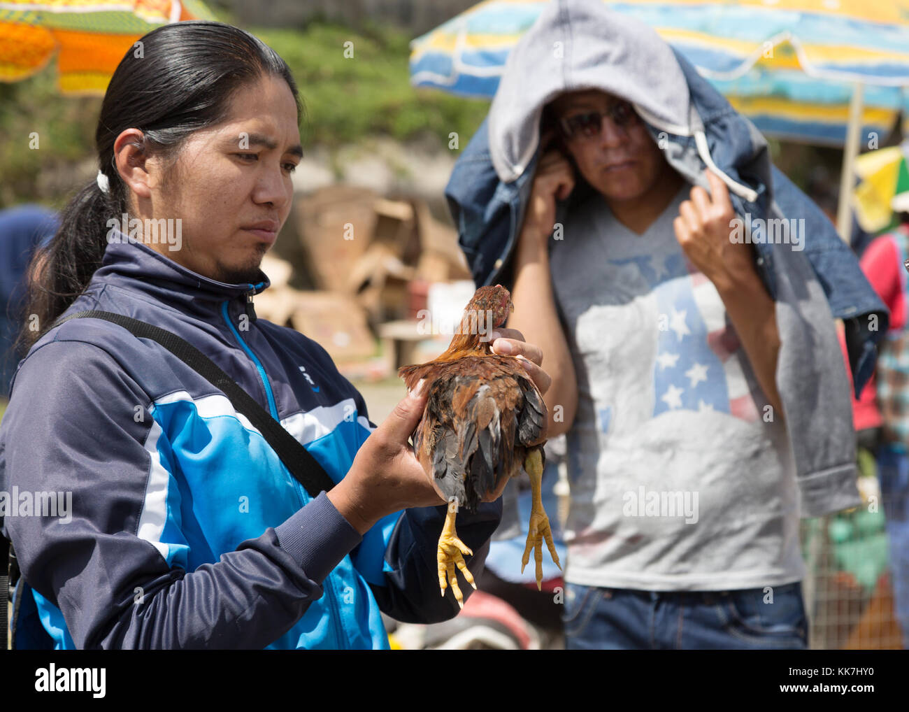 Ecuador - ein Mann kaufen Hühner, Otavalo Tiermarkt, Otavalo, Ecuador Südamerika Stockfoto