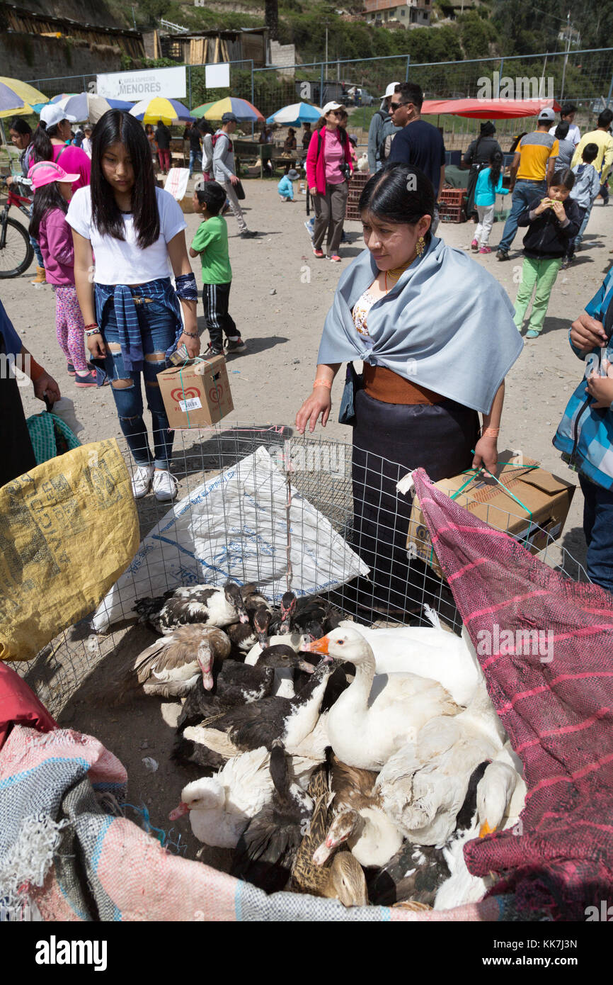 Eine indigene Frau Shopping für Hühner und Enten, Otavalo Tiermarkt, Otavalo, Ecuador Südamerika Stockfoto