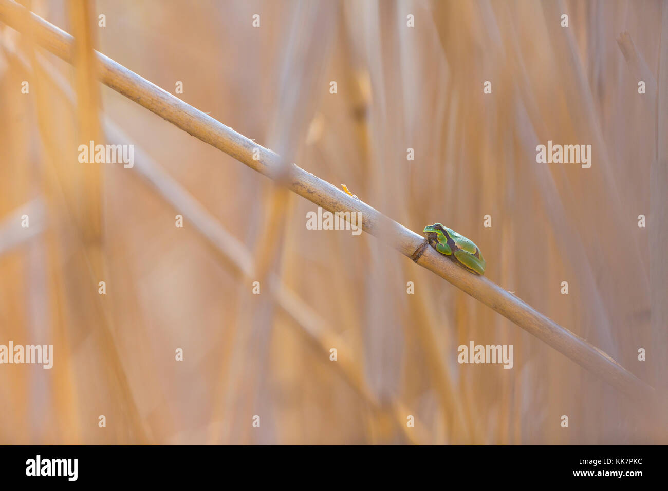 Laubfrosch (Hyla arborea früher Rana arborea) Stockfoto