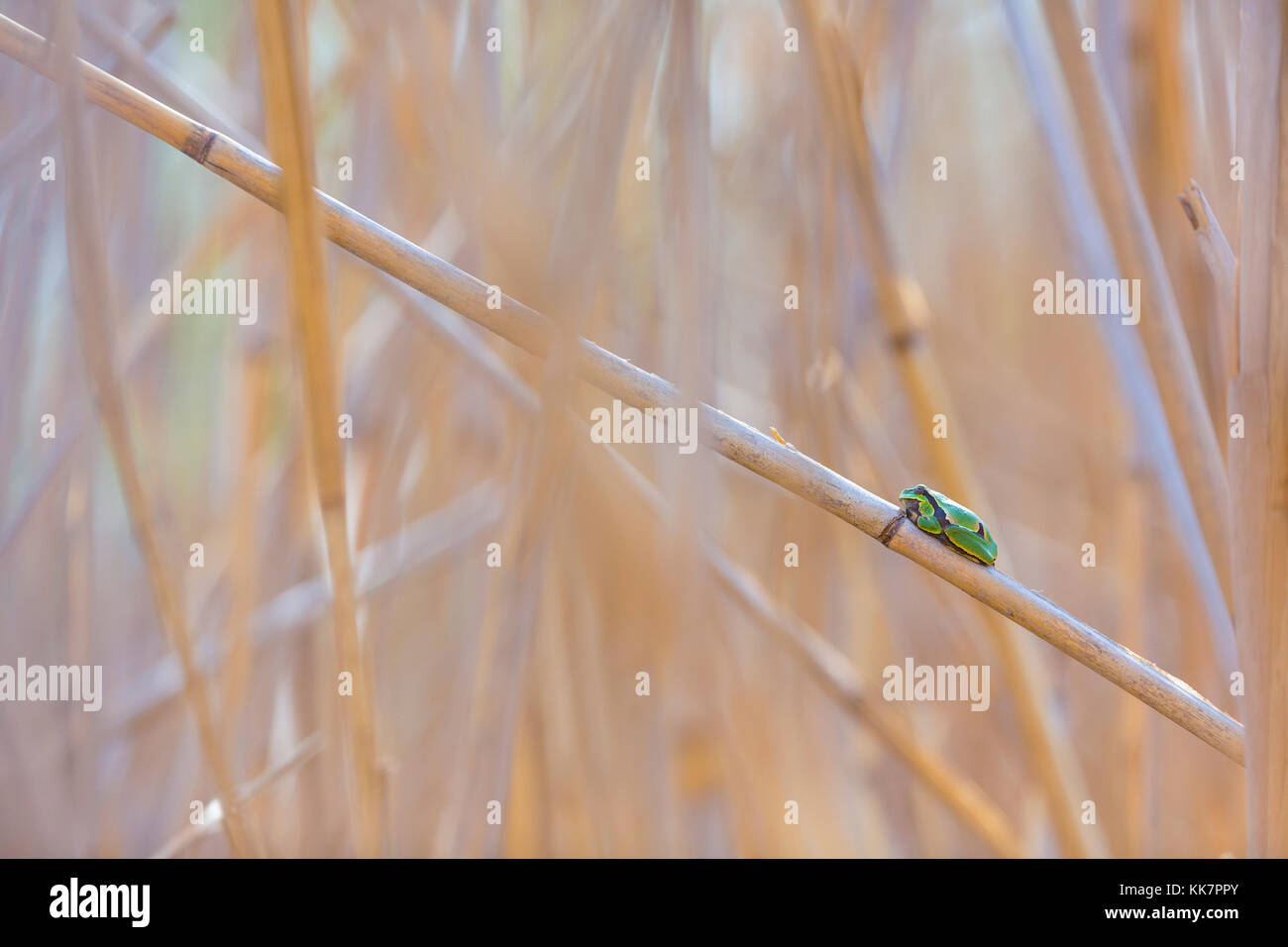 Laubfrosch (Hyla arborea früher Rana arborea) Stockfoto