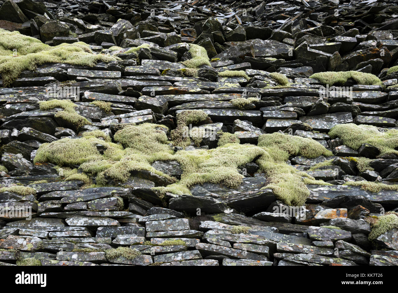 Steinmauer und Halde im alten Steinbruch im Norden von Wales mit hellen Moose und Flechten auf den Felsen. Stockfoto