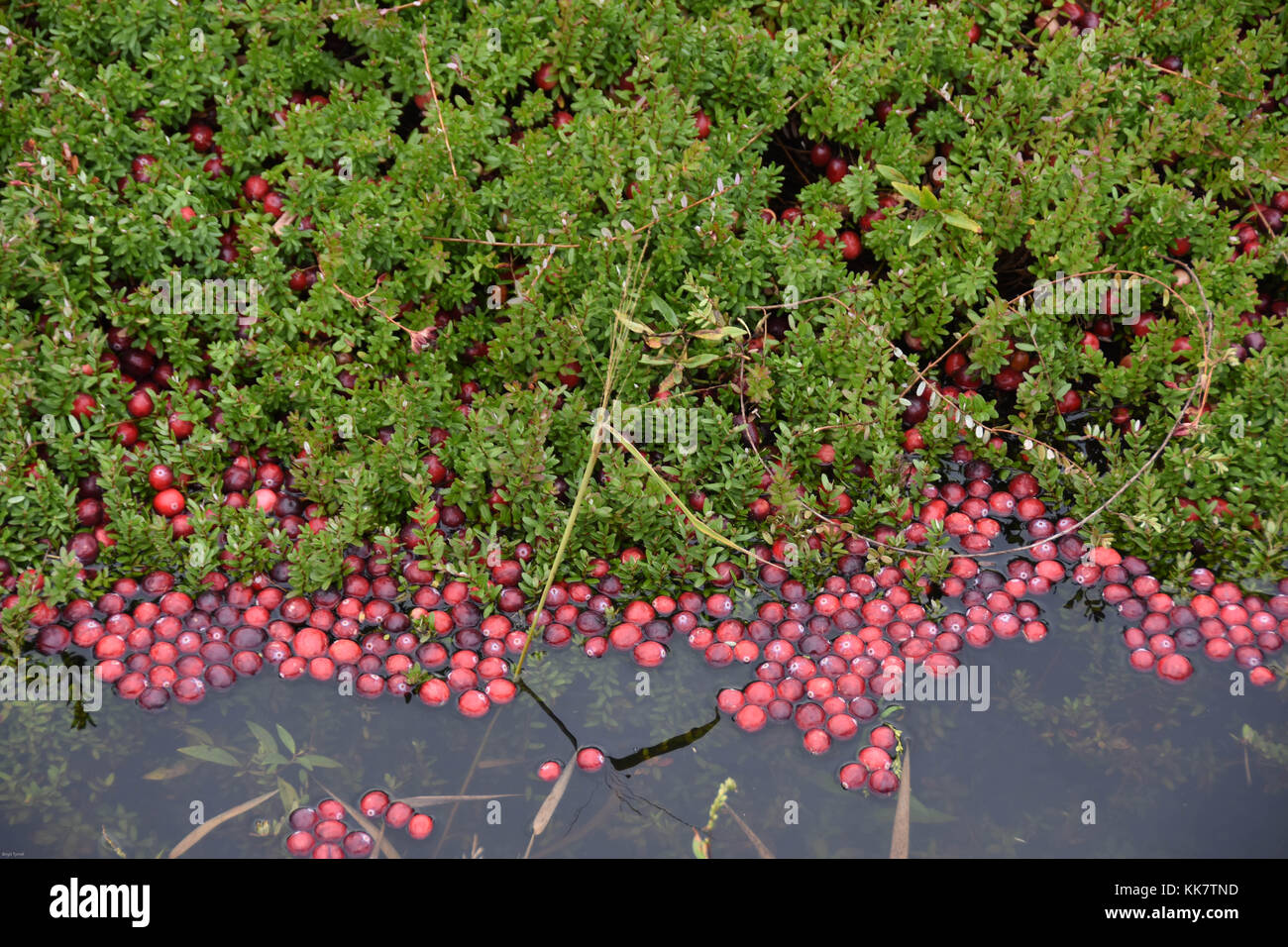 Vilas cranberry Farm in Manitowish Gewässer, Wisconsin Stockfoto