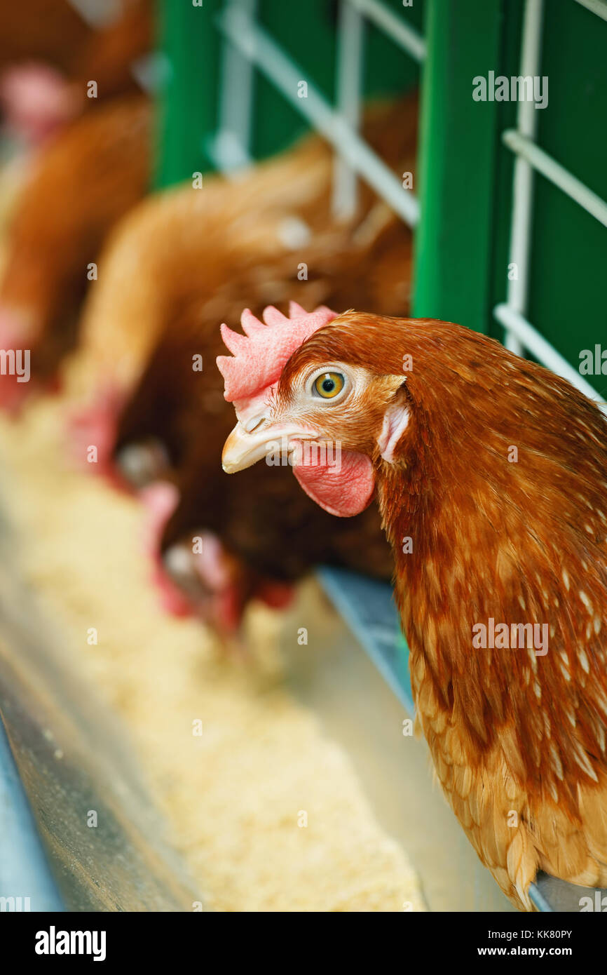 Close-up im Fokus eines roten Huhn auf dem Hintergrund von anderen Essen auf einer Geflügelfarm Stockfoto