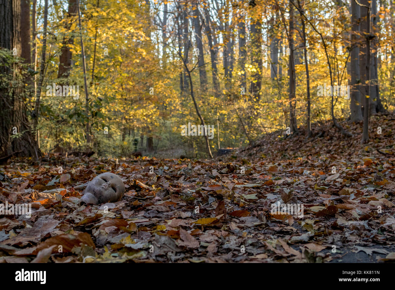 Eine gruselige Puppe Kopf liegt an der Seite eines Woods road bei Sonnenaufgang verlassen. Stockfoto