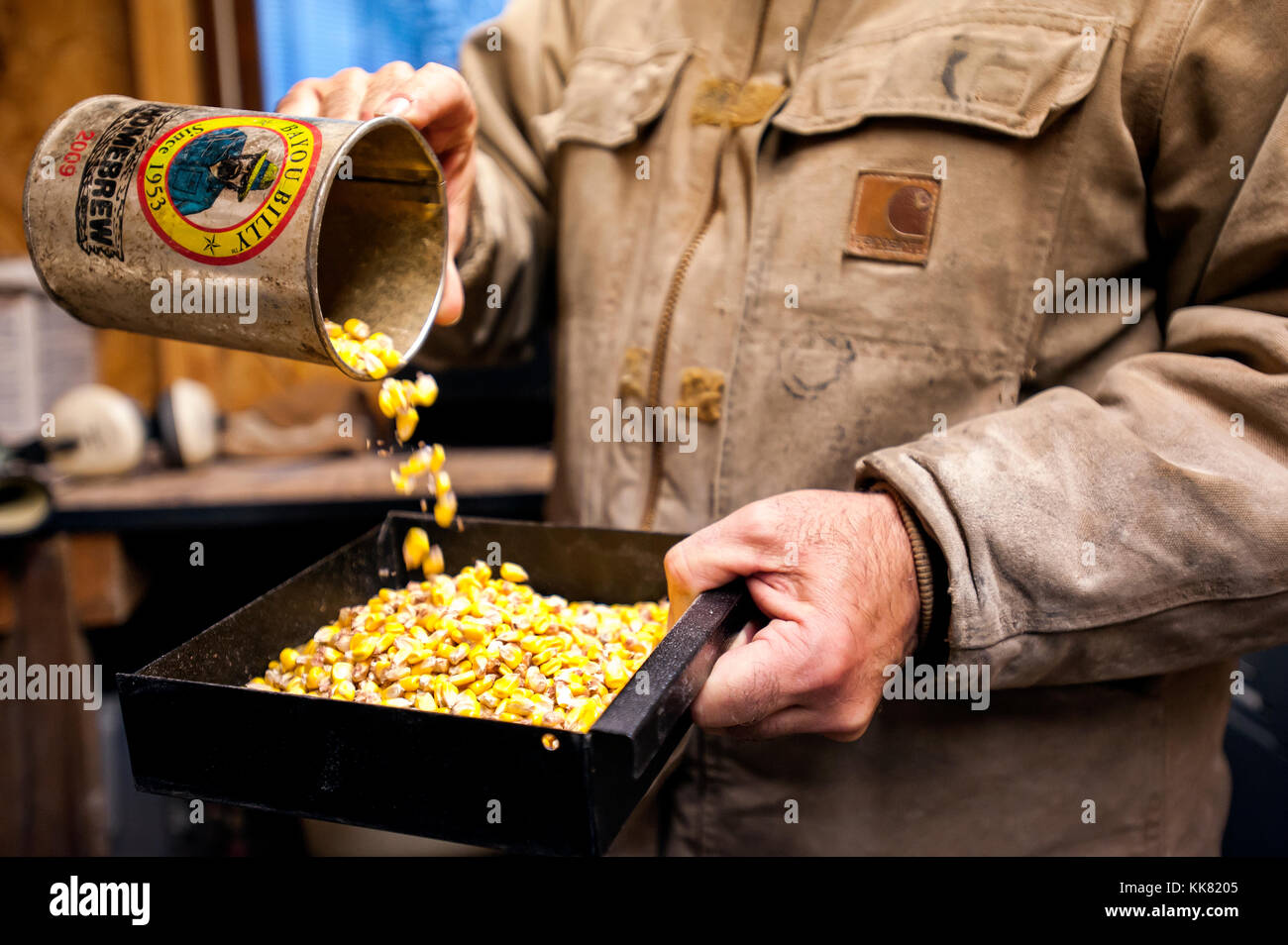 Landwirt TEST frisch geerntete Mais für den Feuchtigkeitsgehalt auf einem Bauernhof in Blooming Prairie, Minnesota. Stockfoto