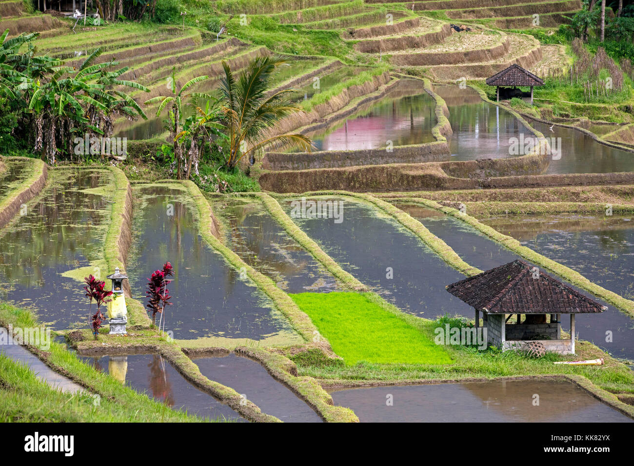 Jatiluwih terrassierten Reisfelder, Reisterrassen im Bergland von West Bali, Indonesien Stockfoto