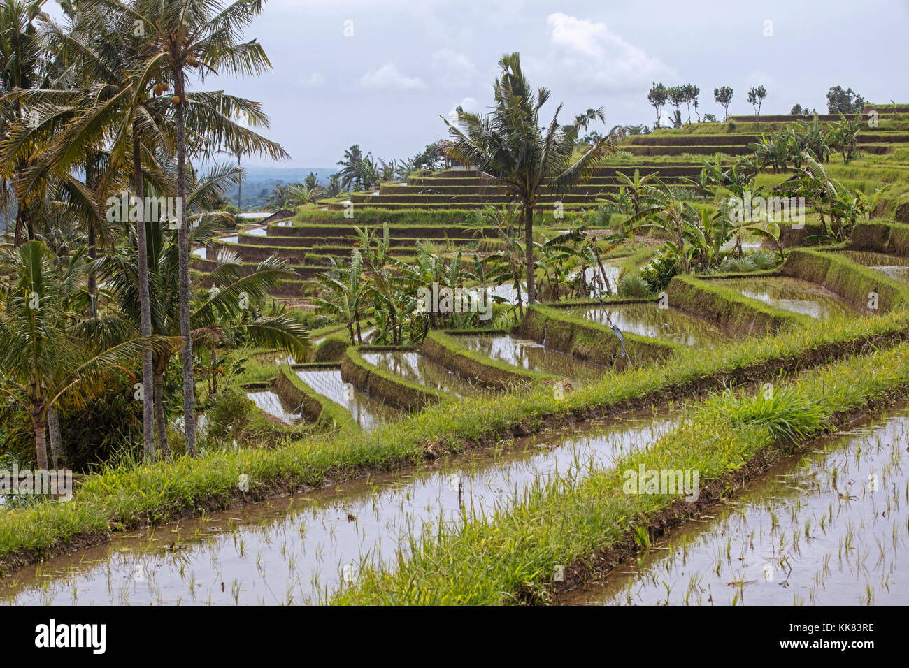Jatiluwih terrassierten Reisfelder, Reisterrassen im Bergland von West Bali, Indonesien Stockfoto
