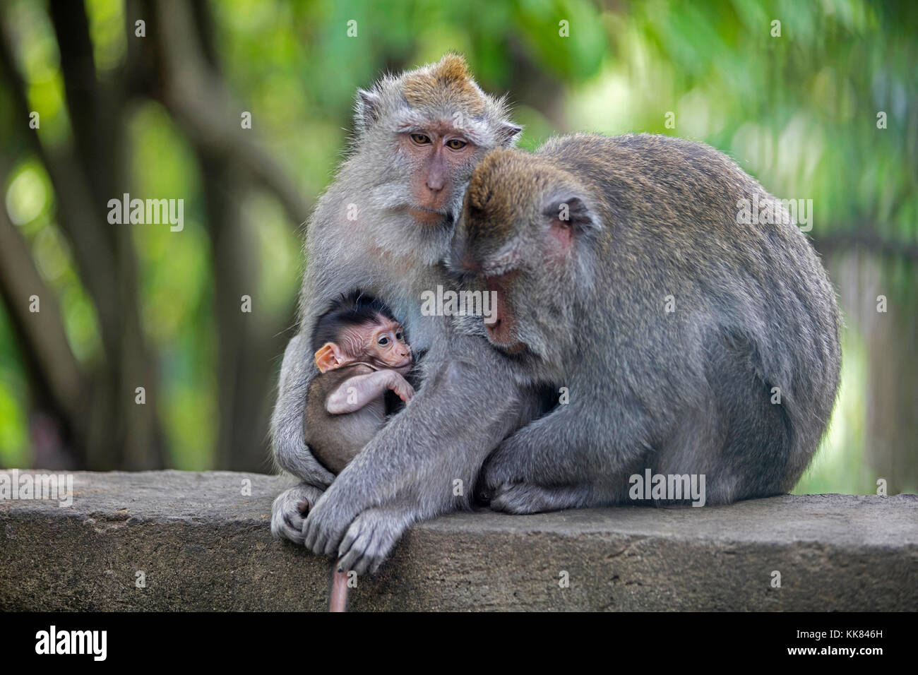 Krabbe - Essen Makaken/balinesischen Long-tailed Makaken (Macaca fascicularis) im Ubud heilige Affenwaldstation, gianyar Regency, Bali, Indonesien Stockfoto