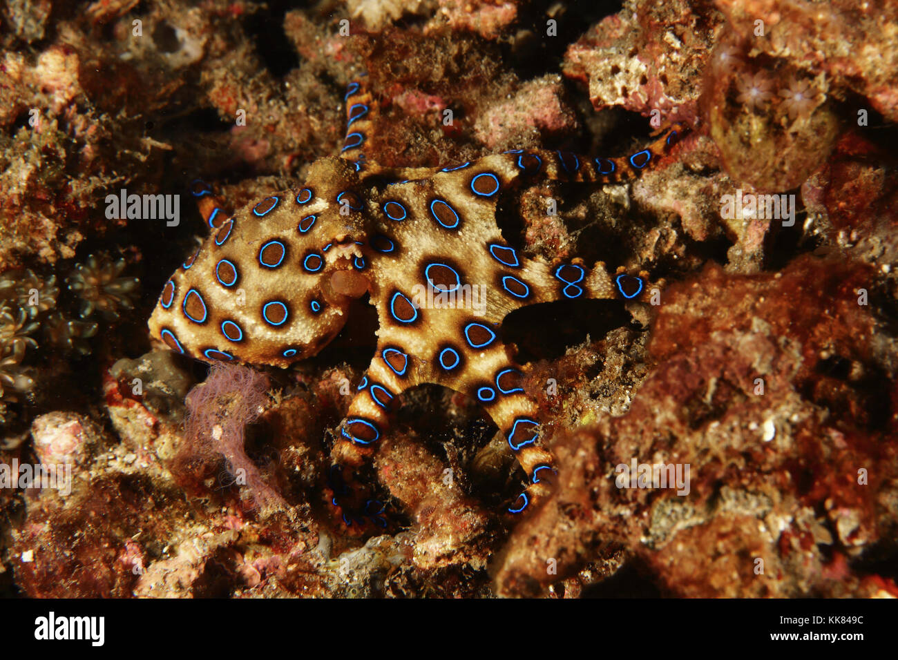 Mehr blue ringed Octopus Hapalochlaena lunulata Stockfoto