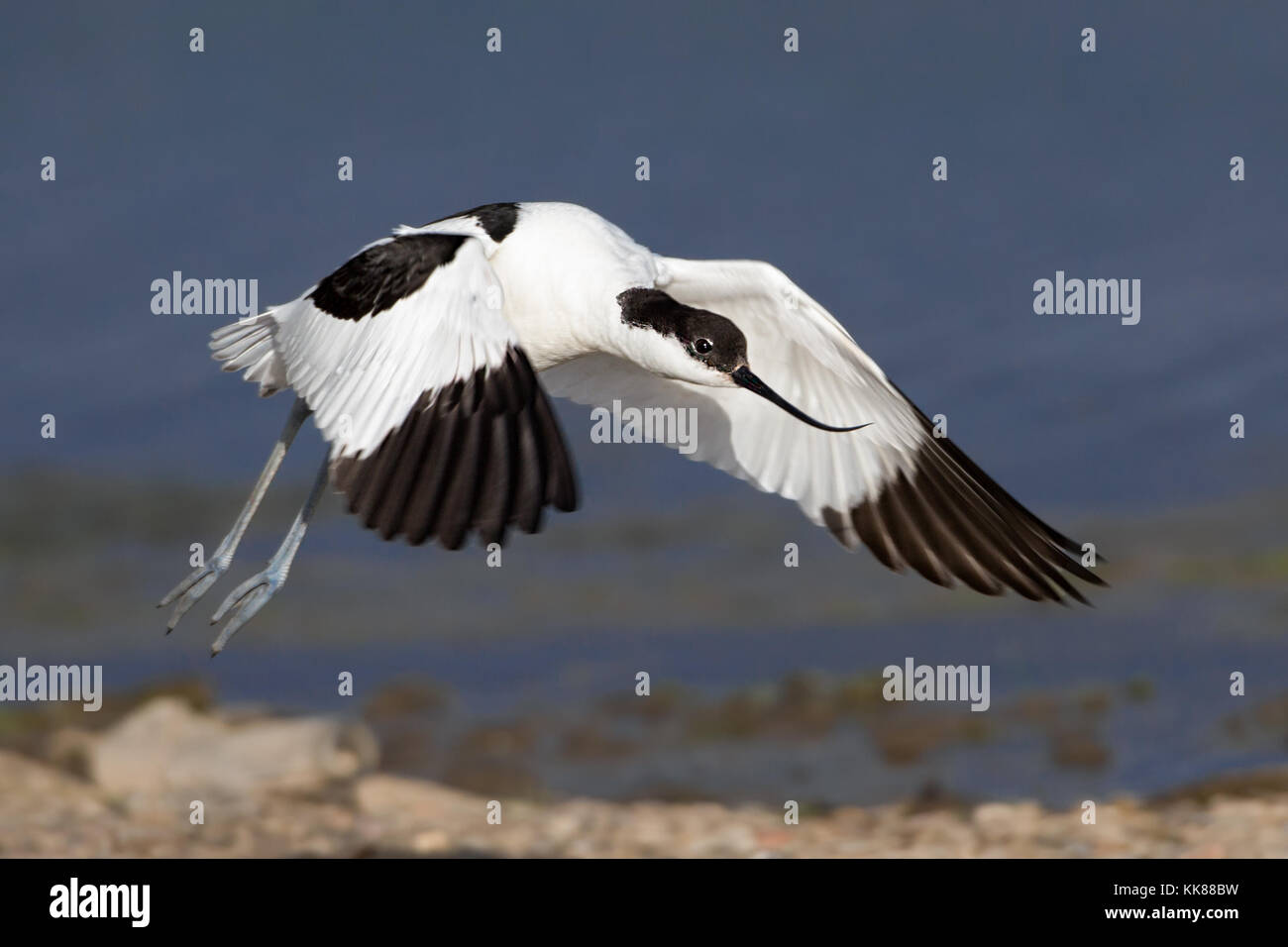 Säbelschnäbler Vogel im Flug (Recurvirostra Avosetta) bei RSPB Marshside, Southport, Merseyside, UK Stockfoto