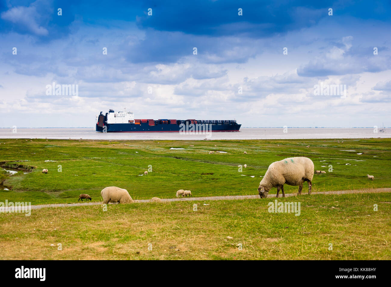 Ein Containerschiff auf der Elbe ist, die Schafe auf dem Deich in der Nähe von Cuxhaven Stockfoto