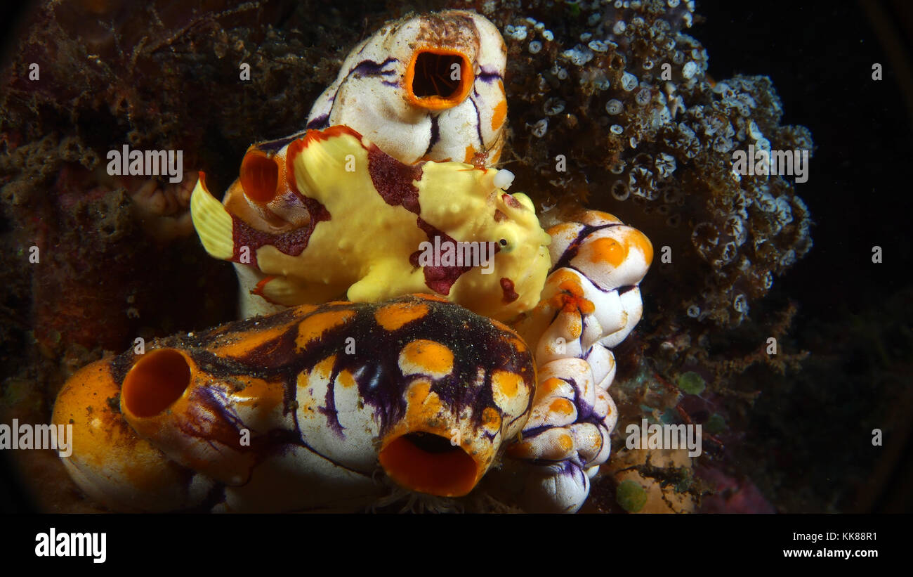 Gelbe Warzen Anglerfisch (Antennarius maculatus) auf Seescheiden Stockfoto