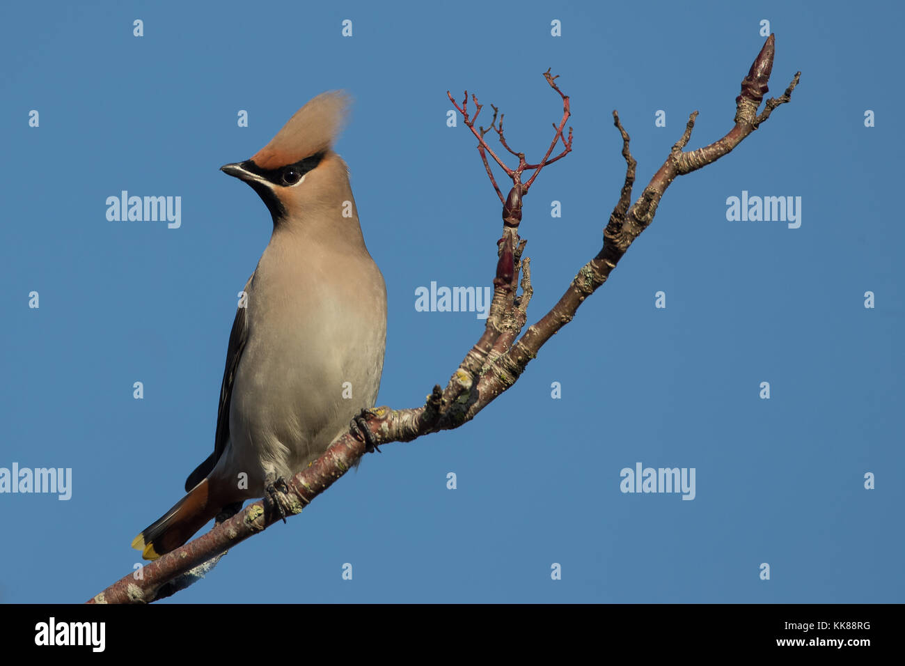 (Waxwing Bombycilla garrulus) im Baum Fütterung auf Beeren in Großbritannien, England Stockfoto