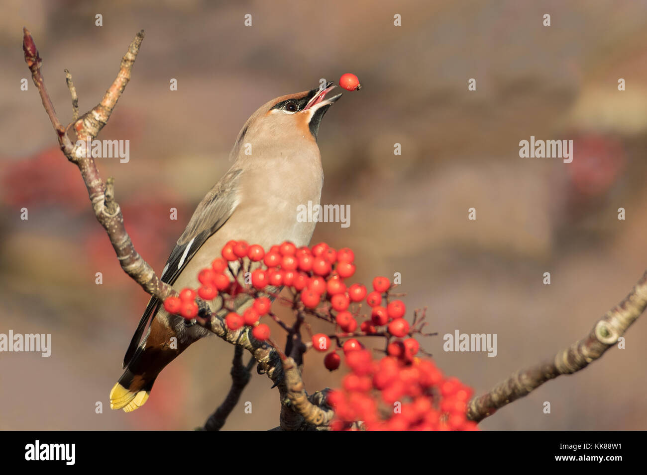 (Waxwing Bombycilla garrulus) im Baum Fütterung auf Beeren in Großbritannien, England Stockfoto