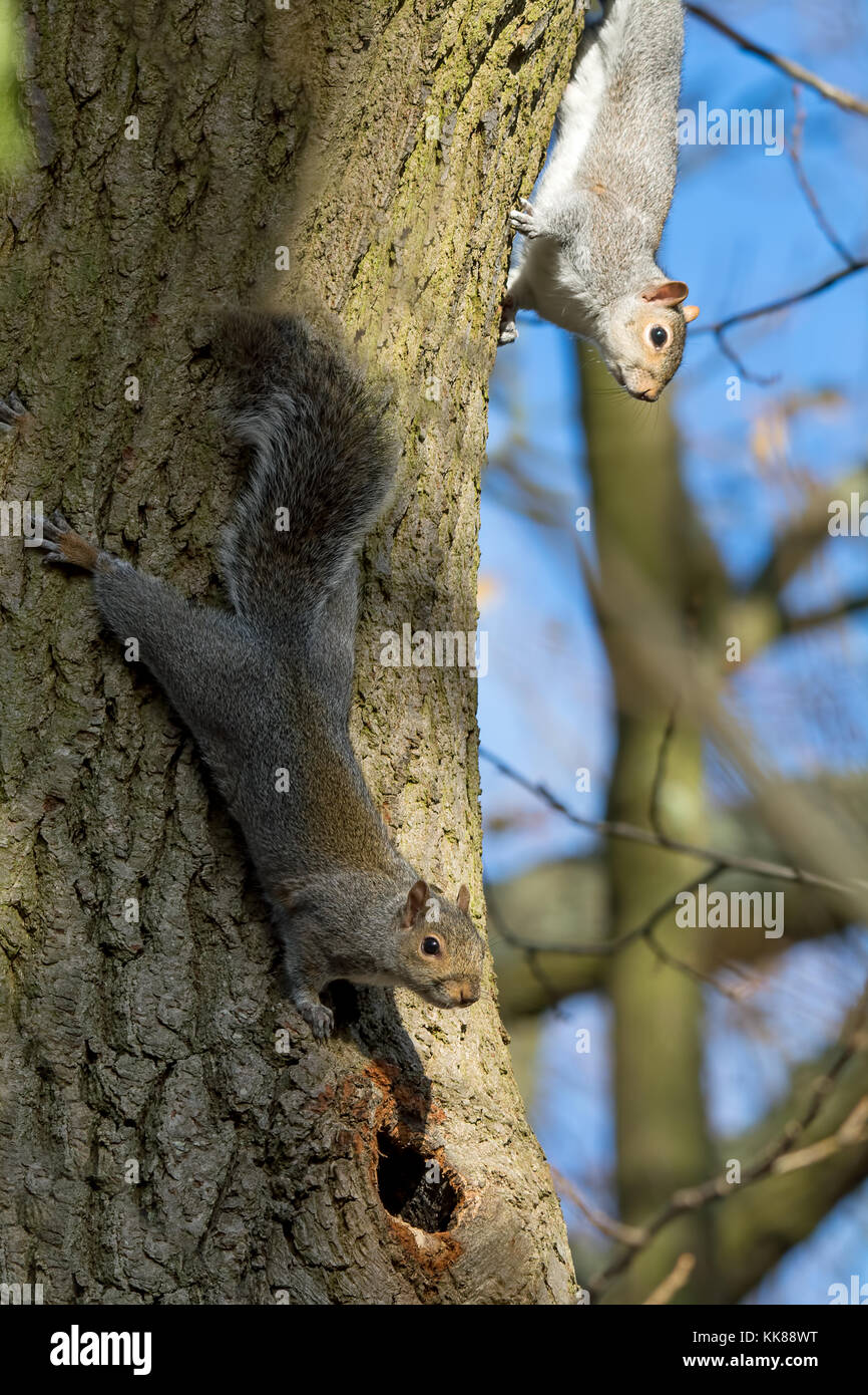 Ein paar graue Eichhörnchen Stockfoto
