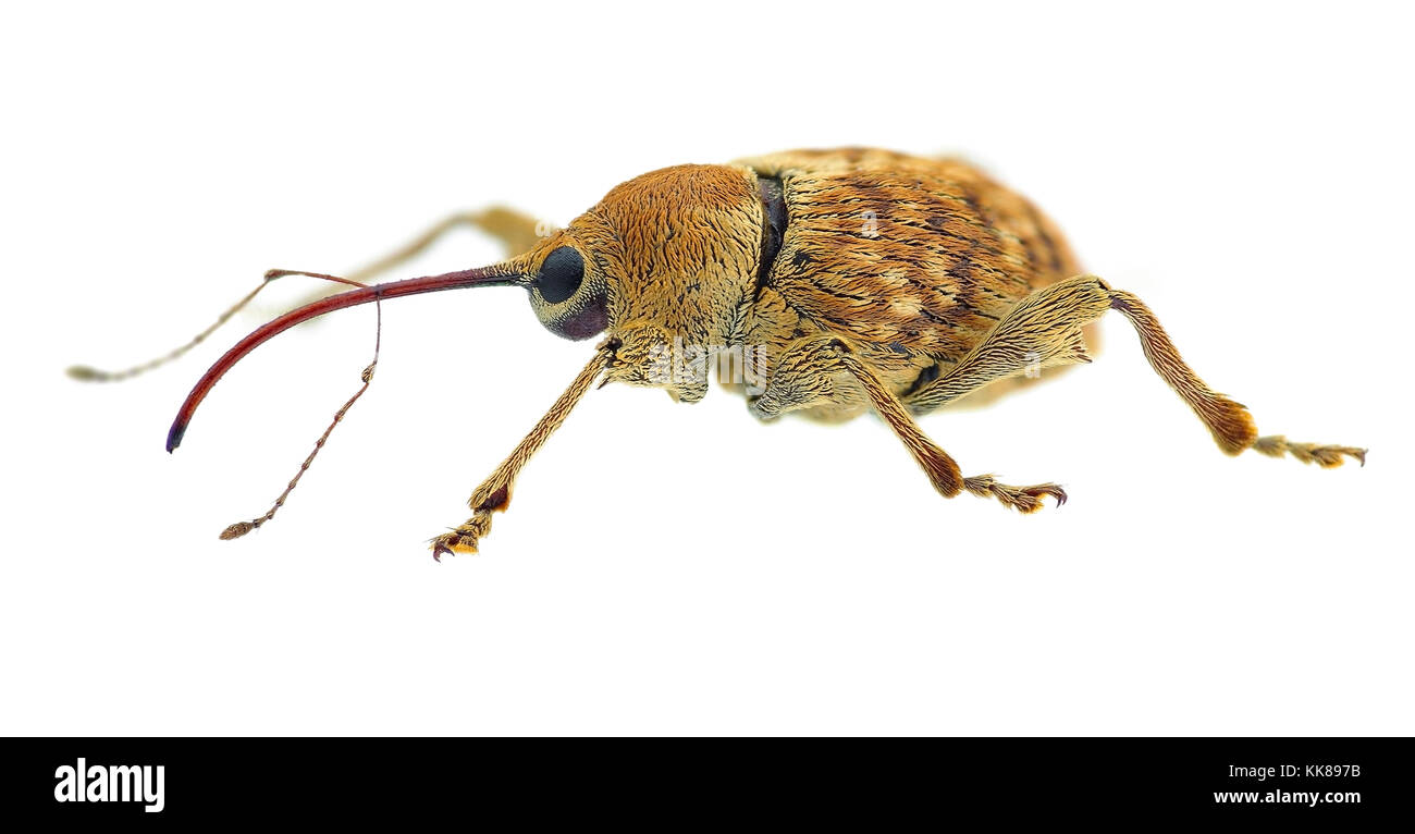 Curculio pellitus Rüsselkäfer, eine mediterrane Arten Stockfoto