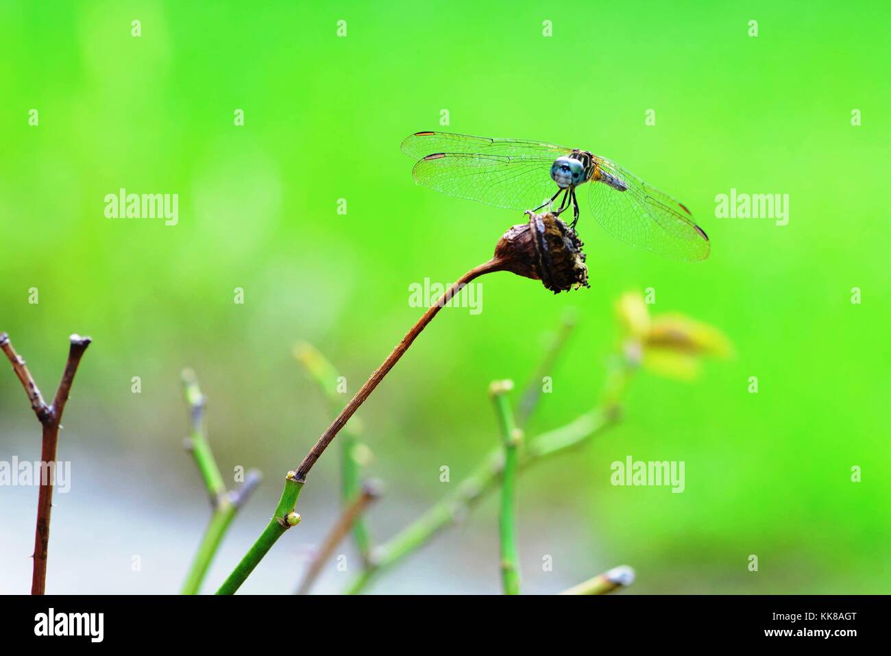 Nahaufnahme einer Libelle Balancieren auf einen grünen Zweig Stockfoto