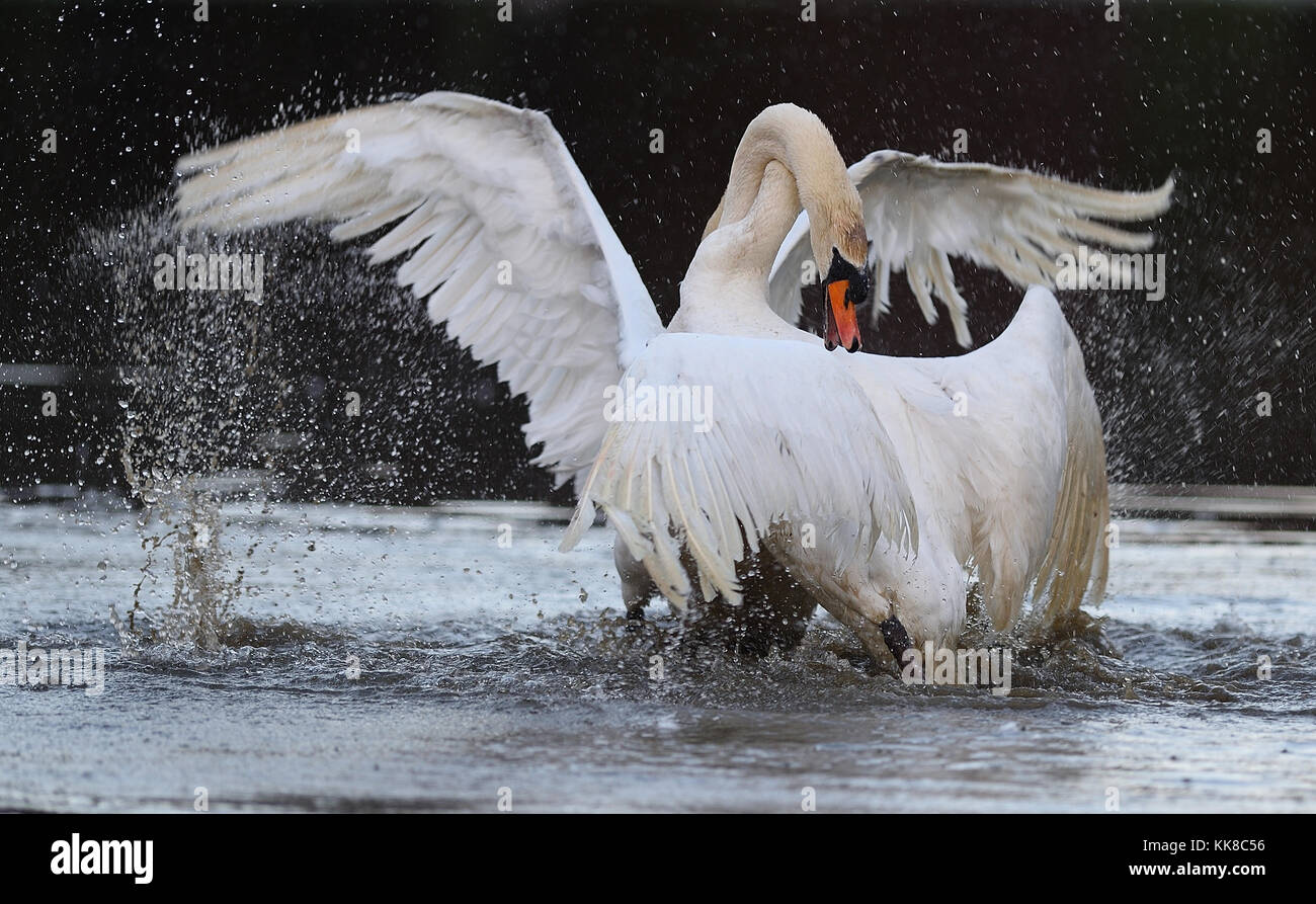 Kampf gegen männliche Schwäne Stockfoto